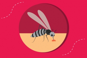 Nyamuk Aedes aegypti penyebab DBD